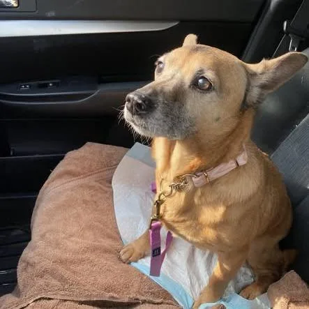 A senior small-sized female Yellow / Tan / Blond / Fawn Chihuahua dog named Sammy for adoption in Dayton, OH