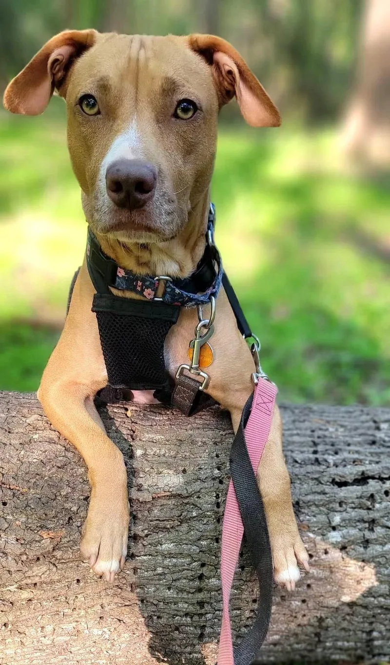 An adult medium-sized female American Staffordshire Terrier dog named Sweet Pea for adoption in Arlington, VA