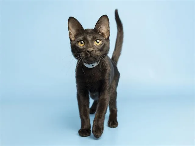 A baby small-sized male Domestic Short Hair cat named Thunder Muffin for adoption in Phoenix, AZ