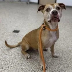 An adult large-sized male Brown / Chocolate Pit Bull Terrier dog named Rambo for adoption in Bullhead City, AZ