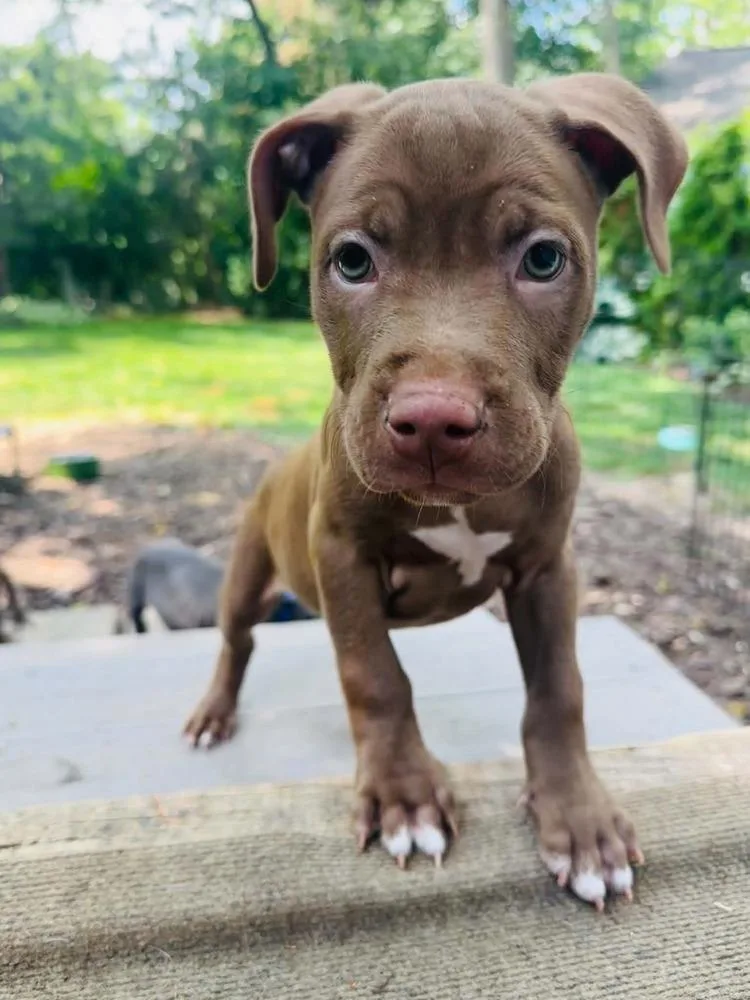 A baby large-sized male Brown / Chocolate Mixed Breed dog named Boone for adoption in Lansing, MI