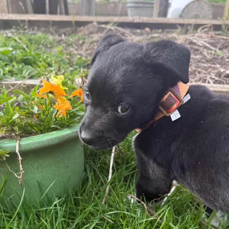 A baby medium-sized female Black Labrador Retriever dog named Daphne for adoption in Bellingham, WA