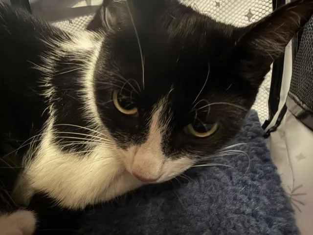 A young small-sized female Domestic Short Hair cat named Lola for adoption in Miami, FL