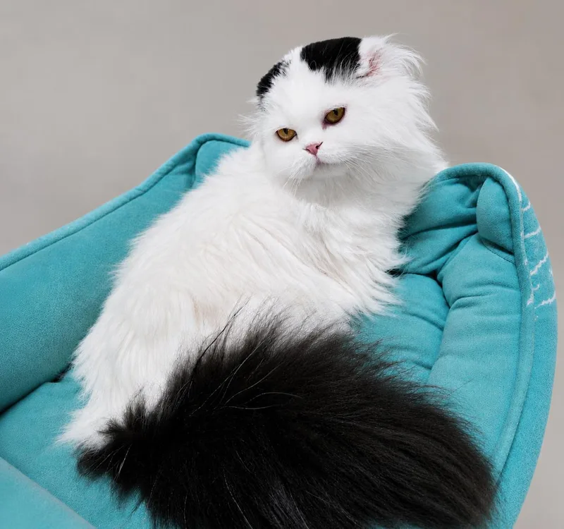 An adult medium-sized male Scottish Fold cat named Ricky for adoption in Broomall, PA