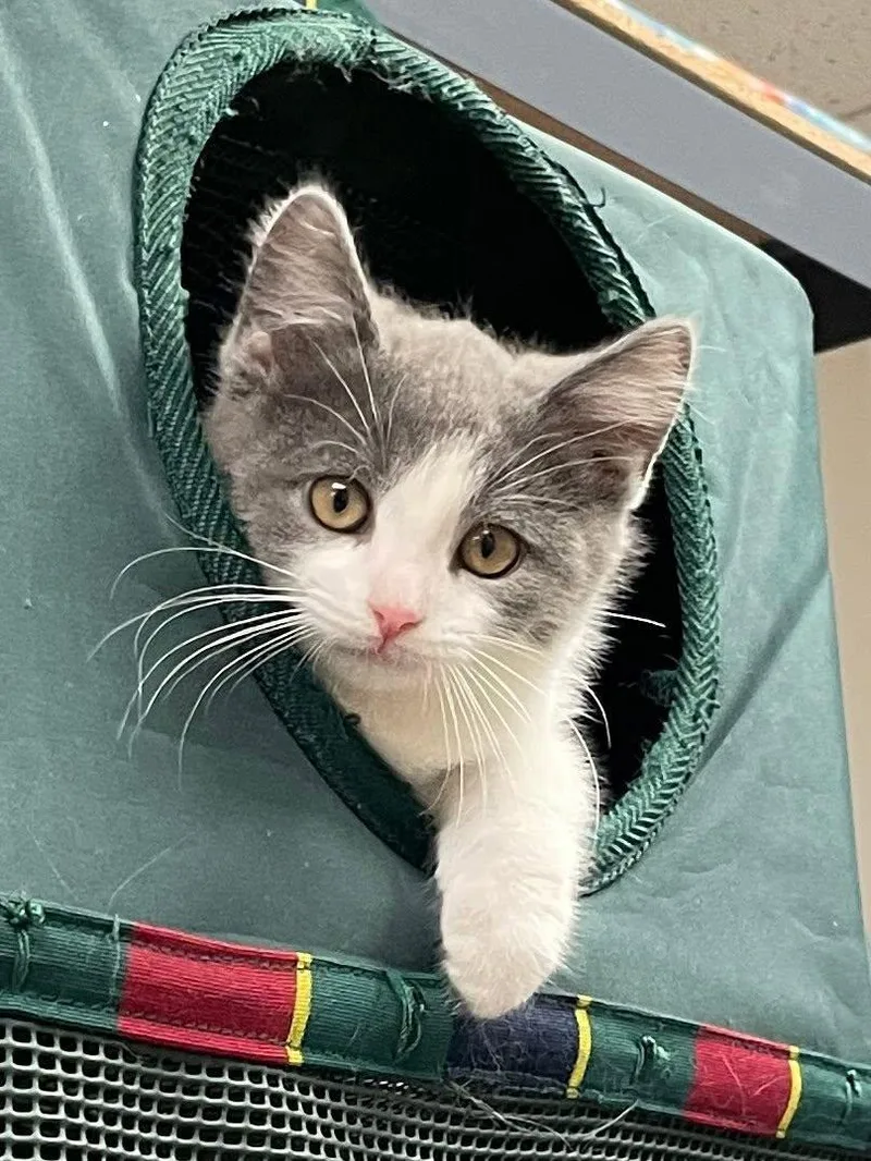 A baby medium-sized male Gray & White Domestic Short Hair cat named Ashton for adoption in Sterling Heights, MI