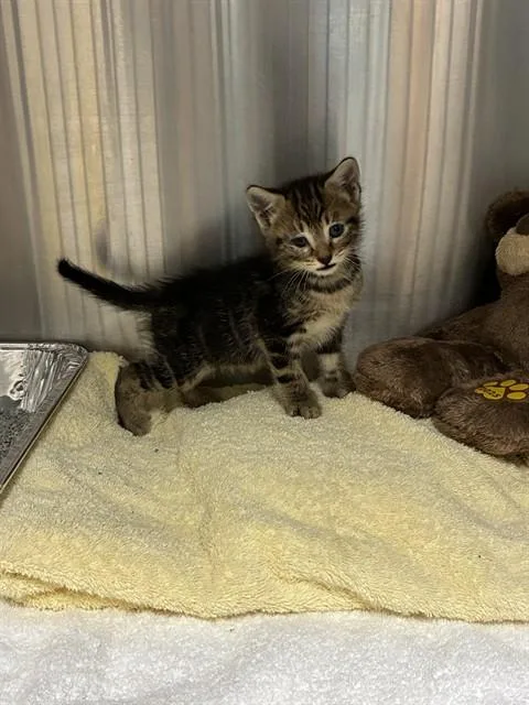 A baby small-sized female Domestic Short Hair cat named Rexie for adoption in Naples, FL