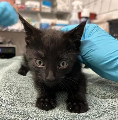 A baby small-sized male Domestic Short Hair cat named Frank for adoption in Alameda, CA