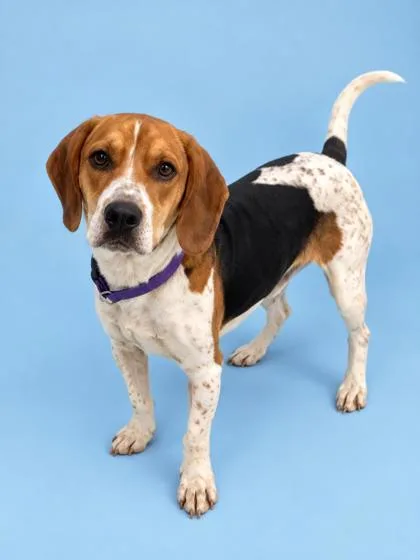 An adult medium-sized male Coonhound dog named Towser for adoption in Gulfport, MS