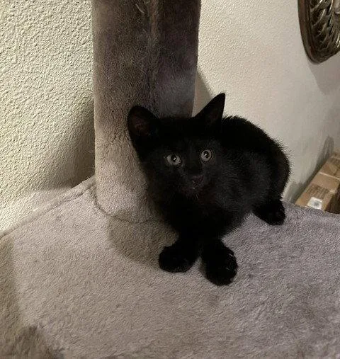 A baby medium-sized female Black Domestic Short Hair cat named Lucy for adoption in Orlando, FL
