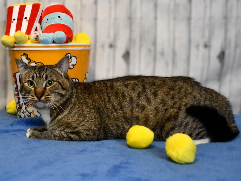 A young medium-sized male Domestic Short Hair cat named Sweeney for adoption in Roanoke, TX