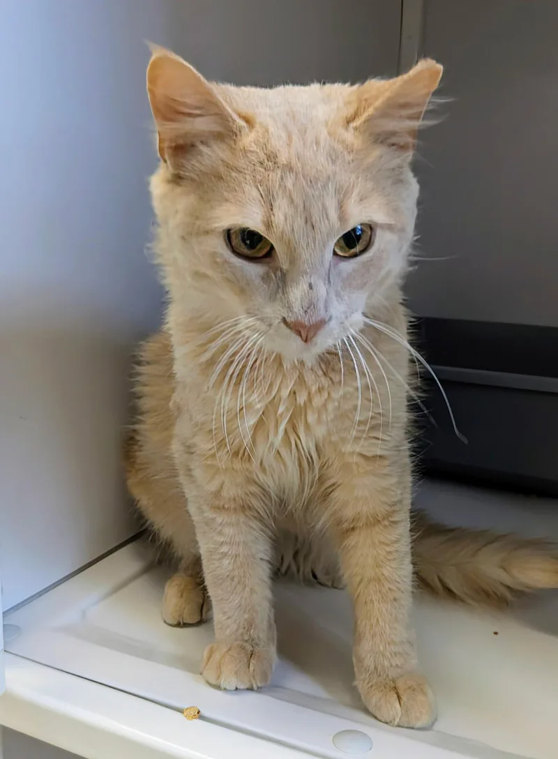 A young medium-sized male Domestic Short Hair cat named Waffles for adoption in Alexandria, VA