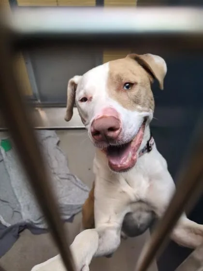 An adult medium-sized female Catahoula Leopard Dog dog named Toky for adoption in Bellingham, WA