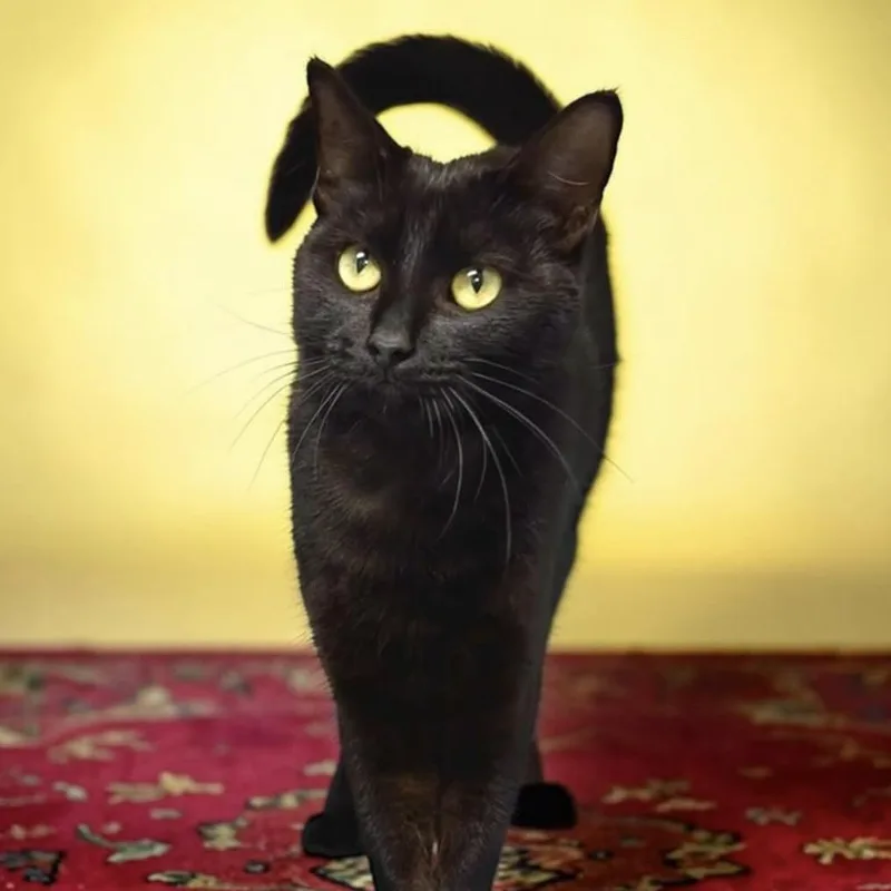 A young medium-sized female Black Domestic Short Hair cat named Midge for adoption in Bentonville, AR