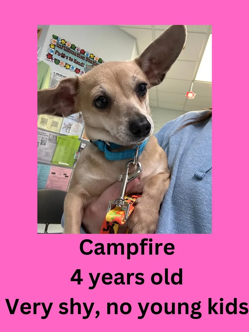 An adult small-sized female Chihuahua dog named Campfire for adoption in Ravenna, OH