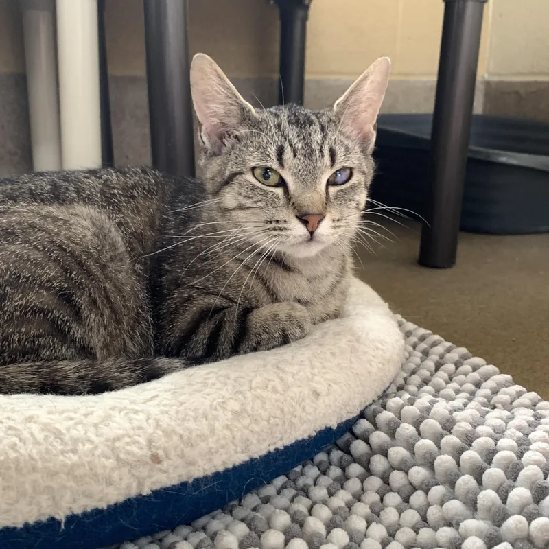 A young medium-sized female Tabby (Brown / Chocolate) Domestic Short Hair cat named Sunshine for adoption in Winchester, VA