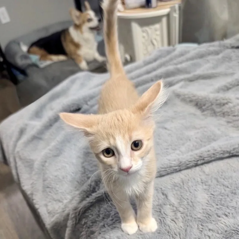 A baby medium-sized male Orange & White Domestic Short Hair cat named Sol for adoption in Austin, TX