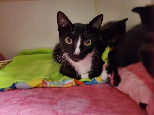 An adult small-sized female Domestic Short Hair cat named Weekend for adoption in Oceanside, CA