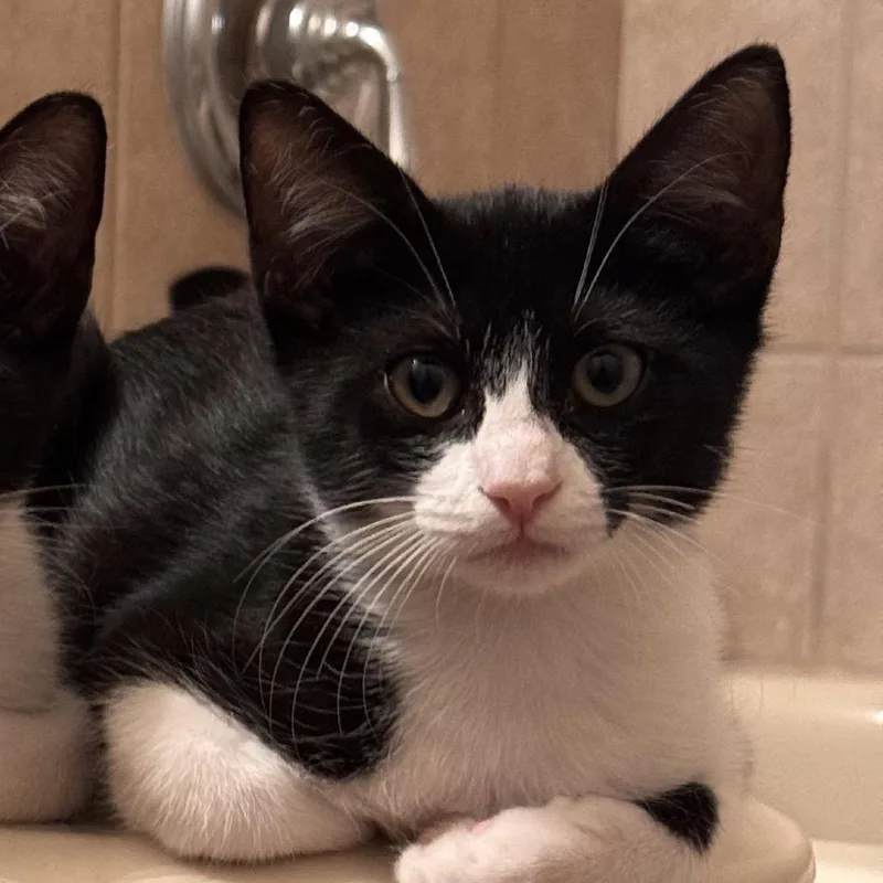 A baby small-sized male Black Domestic Short Hair cat named Copy for adoption in Boerne, TX