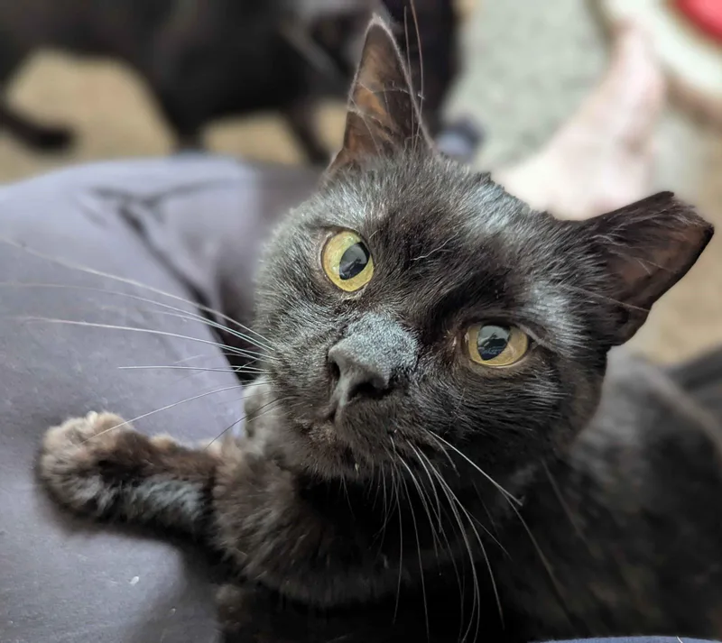 An adult medium-sized male Black Domestic Short Hair cat named JohnJohn for adoption in Seven Valleys, PA