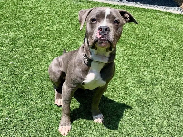 A young large-sized male Pit Bull Terrier dog named Bernardo for adoption in Moreno Valley, CA
