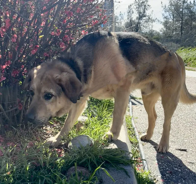 An adult large-sized male Black German Shepherd Dog dog named Norman for adoption in Grass Valley, CA