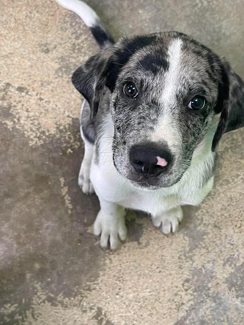 A baby medium-sized male Tricolor (Brown, Black, & White) Australian Shepherd dog named Hal for adoption in Fort Payne, AL