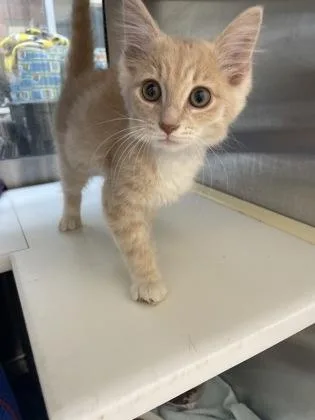 Echo