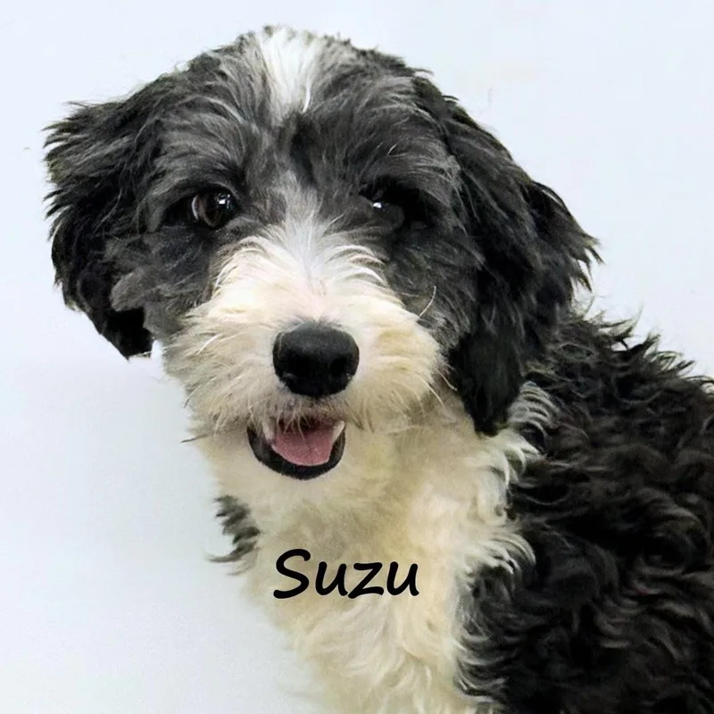Suzu