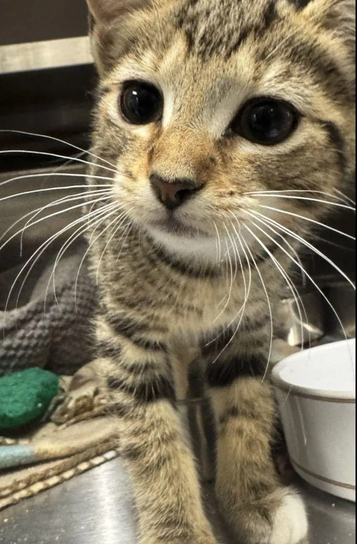 A young small-sized female Domestic Short Hair cat named Babette for adoption in Hilton Head Island, SC