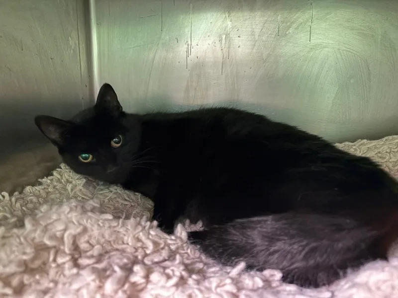 A young medium-sized female Domestic Short Hair cat named Tortoise for adoption in Olean, NY