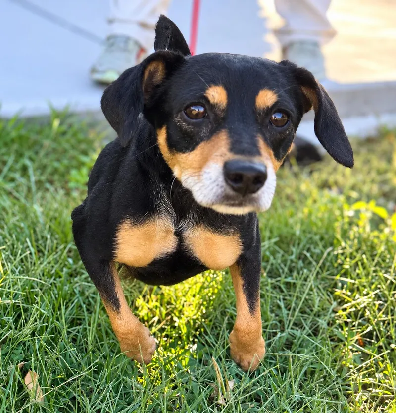 A young medium-sized male Miniature Pinscher dog named Isaac for adoption in Raleigh, NC