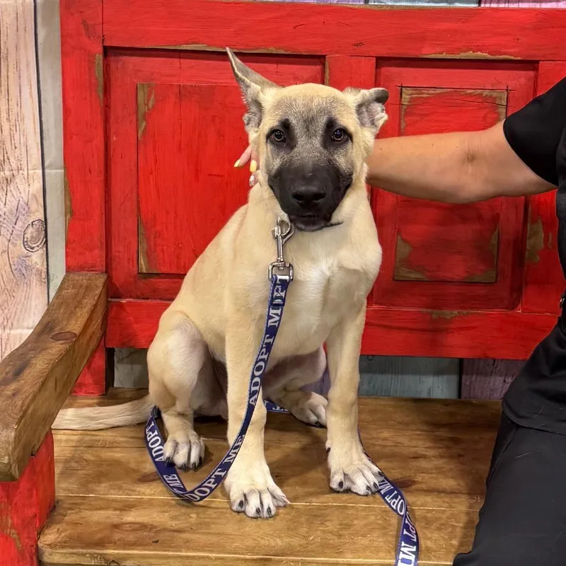 A baby medium-sized male Yellow / Tan / Blond / Fawn Belgian Shepherd / Malinois dog named Fwt Chucky for adoption in Midland, TX