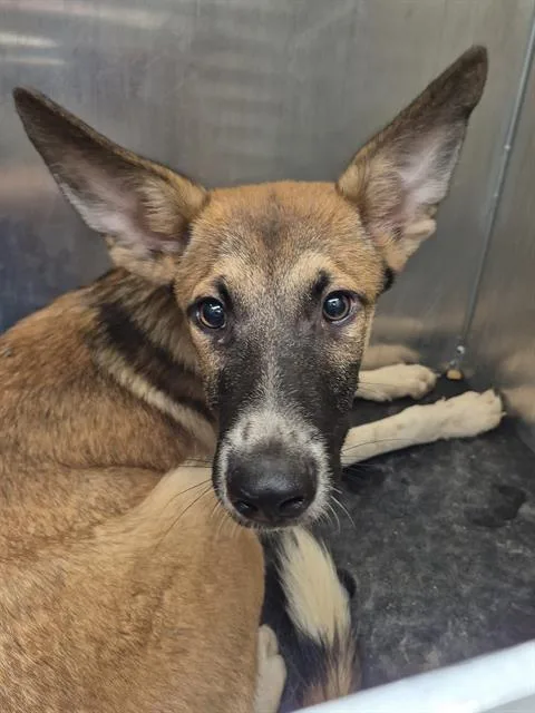 A baby medium-sized male German Shepherd Dog dog named Stuart Boneberry for adoption in San Antonio, TX