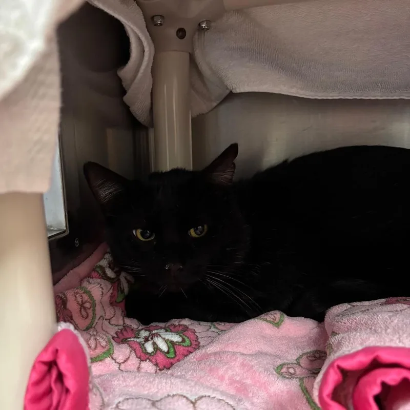 An adult large-sized male Domestic Short Hair cat named Nico FIV+ for adoption in Springfield, MA