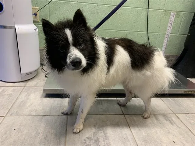 A young medium-sized male Pomeranian dog named Bravo for adoption in Grand Prairie, TX