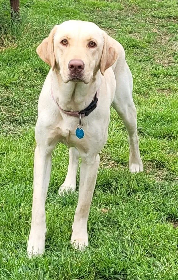 A young large-sized female Yellow Labrador Retriever dog named Harlow for adoption in Killingworth, CT