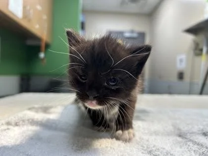 A young small-sized male Domestic Short Hair cat named Bolt for adoption in Kansas City, MO