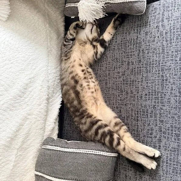 A young medium-sized female Tabby (Buff / Tan / Fawn) Domestic Short Hair cat named Nina Simone for adoption in brooklyn, NY