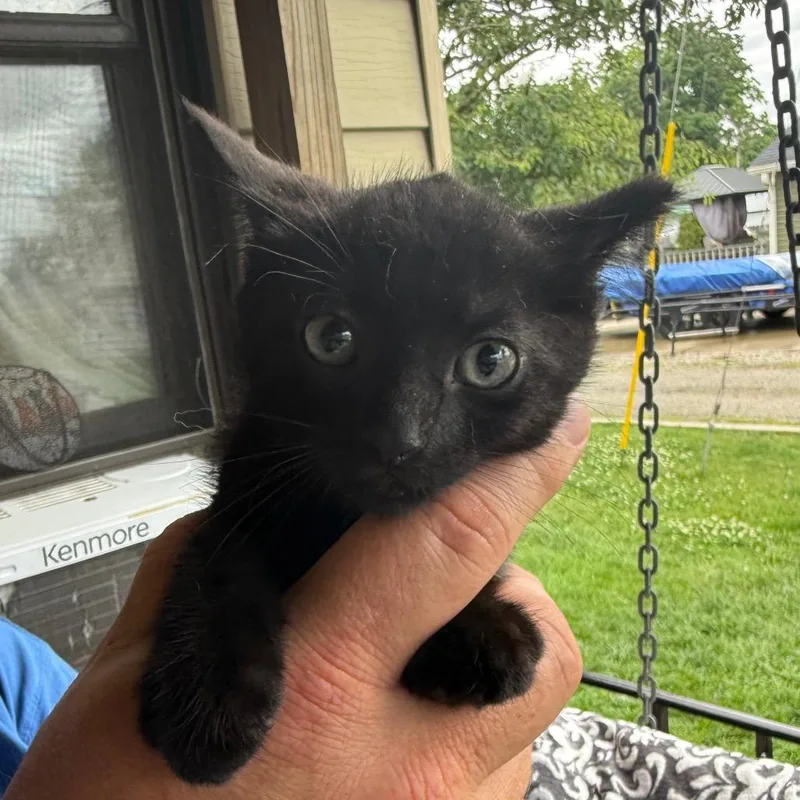 A baby small-sized male Black Domestic Short Hair cat named Sebastian for adoption in Lancaster, OH