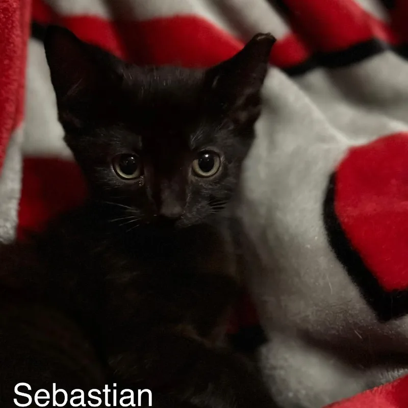 Sebastian thumbnail 2