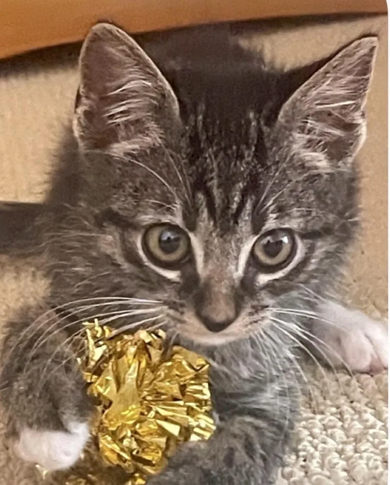 A baby medium-sized male Domestic Short Hair cat named Tommy for adoption in Austin, TX