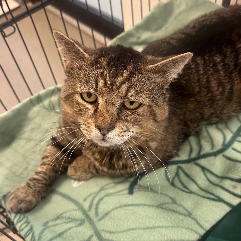 An adult large-sized male Gray / Blue / Silver Domestic Short Hair cat named Waffle House for adoption in Rocky Mount, VA