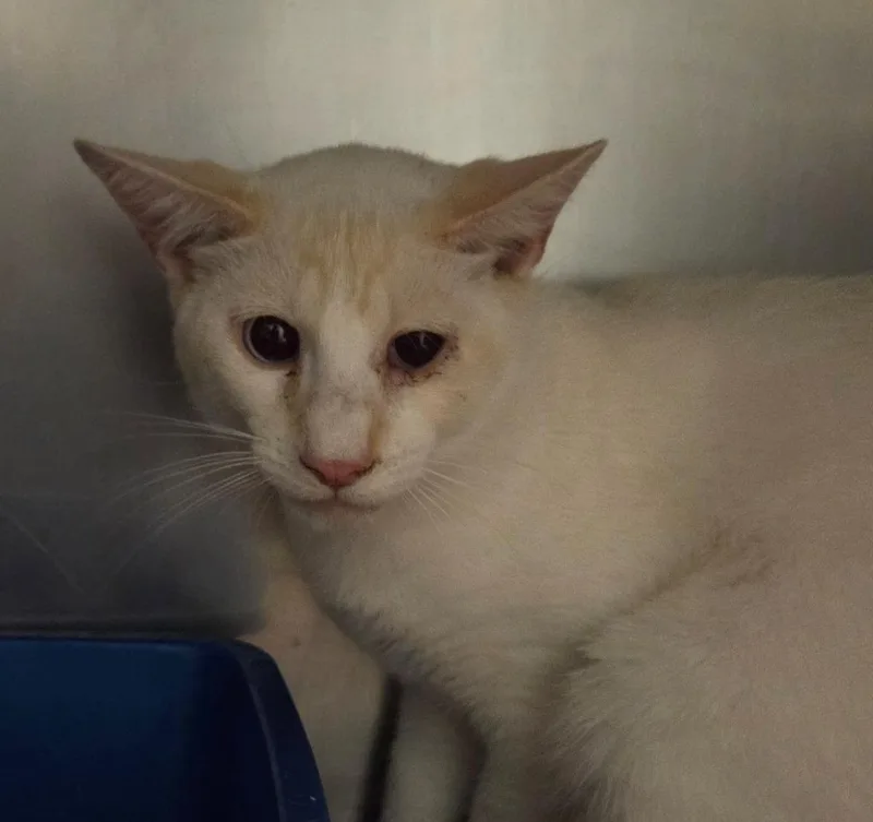 A young small-sized male Domestic Short Hair cat named Whitey for adoption in Ocala, FL