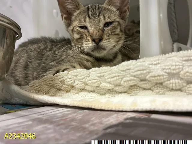 A baby small-sized female Domestic Short Hair cat named Tara for adoption in West Palm Beach, FL