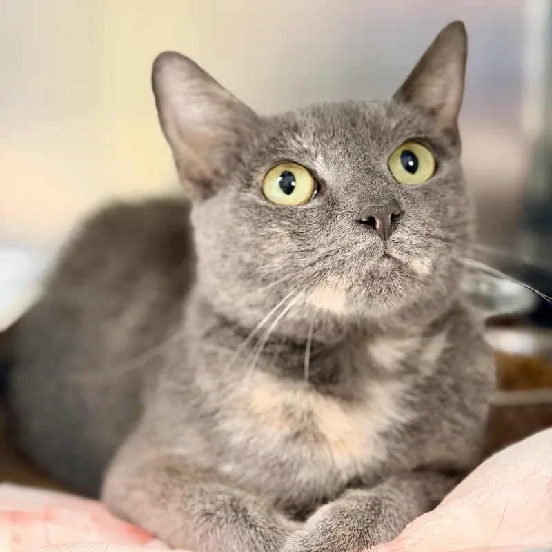 An adult medium-sized female Dilute Tortoiseshell Domestic Short Hair cat named Cinnabon for adoption in Jackson, NJ