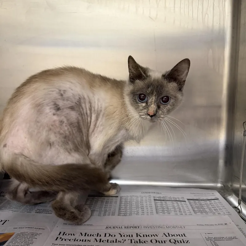 A young medium-sized female White Domestic Short Hair cat named Sophie for adoption in Winston Salem, NC