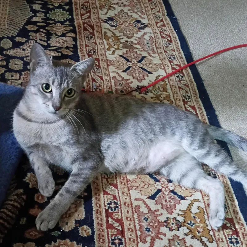 A young medium-sized female Tabby cat named Luna begsforkisses for adoption in Houston, TX