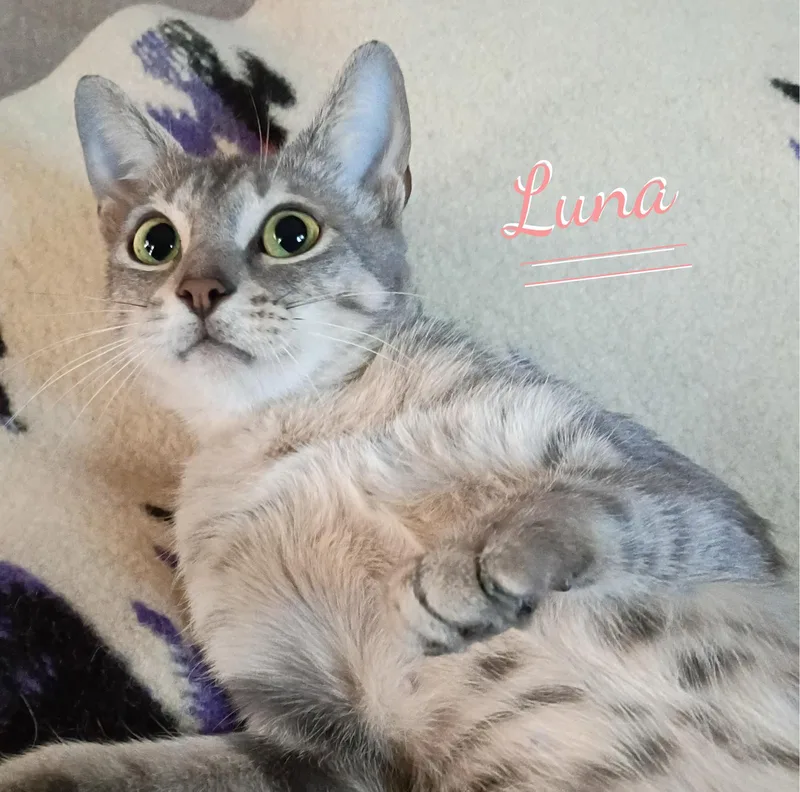Luna begsforkisses thumbnail 3