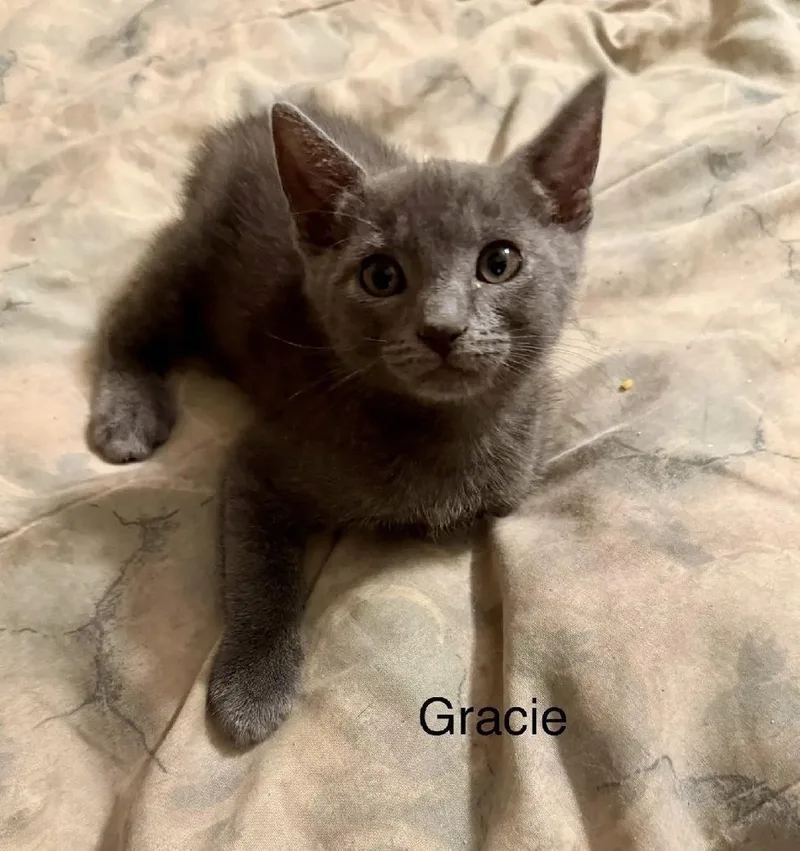 Gracie