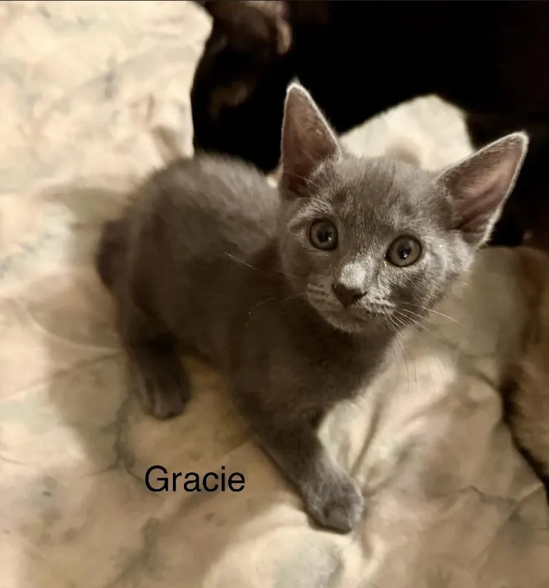 Gracie thumbnail 2